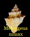 Melongena minax, Solander in Brander 1766